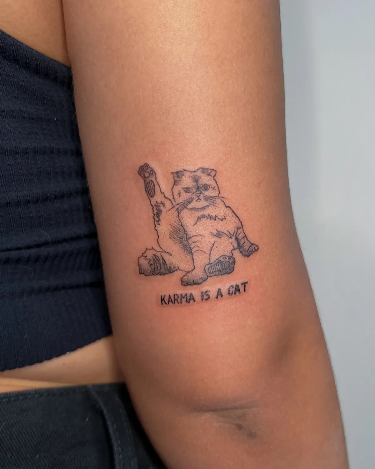 Gato persa com frase no braço