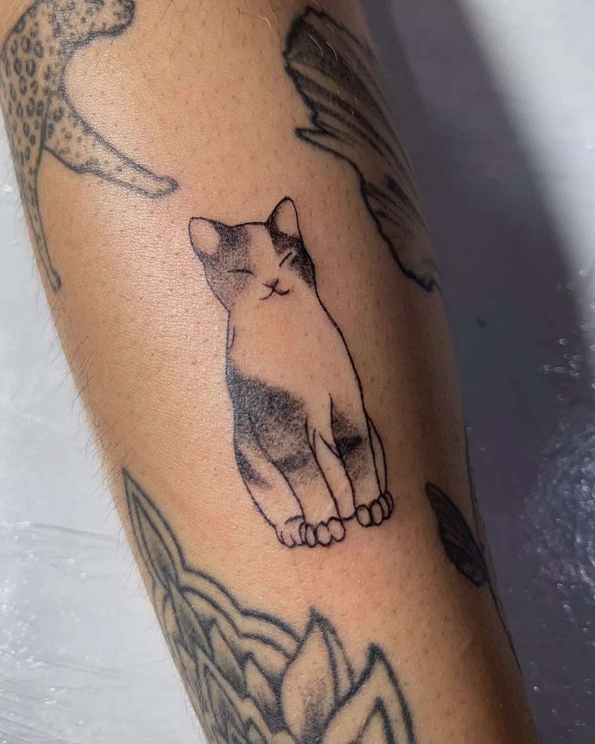 Gato sentado sobre folhas no braço