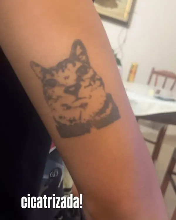 Gato cicatrizado
