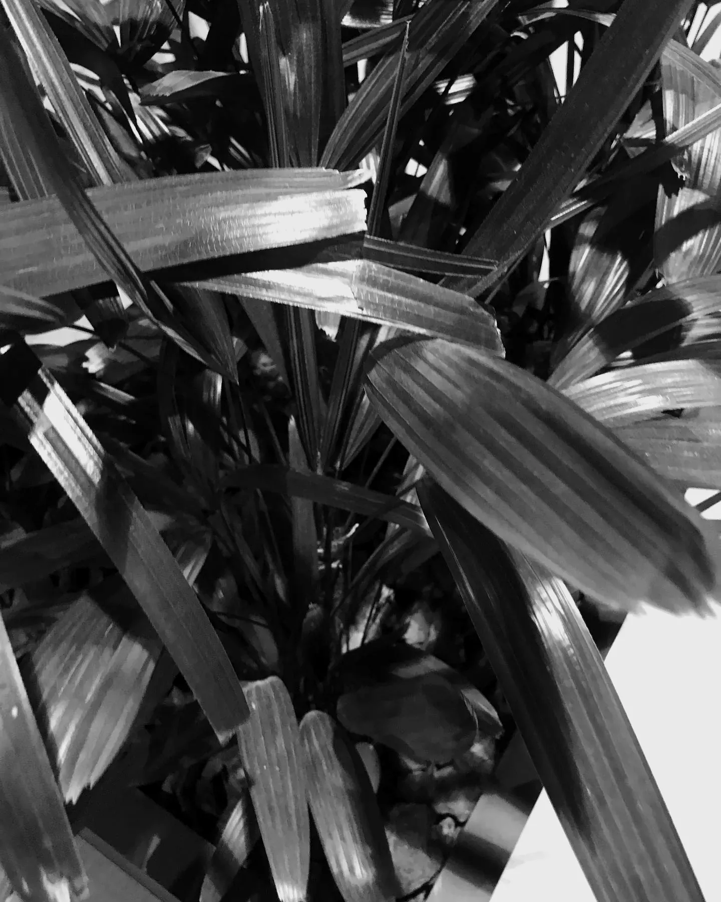 Canto do estúdio com plantas